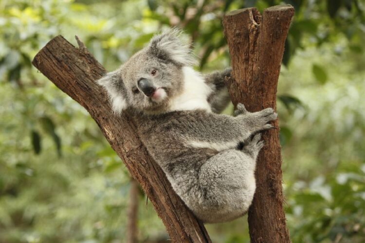 Australia koala