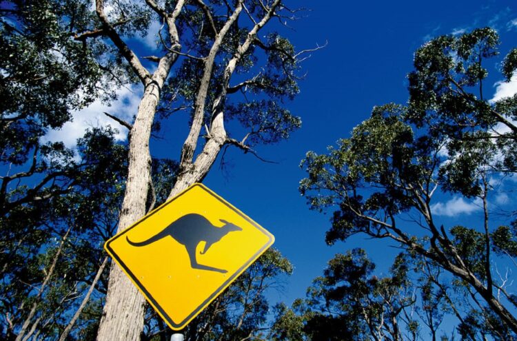 Australia znak kangur