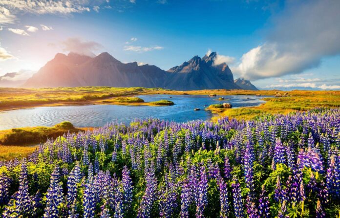 kwitnące kwiaty na Islandii