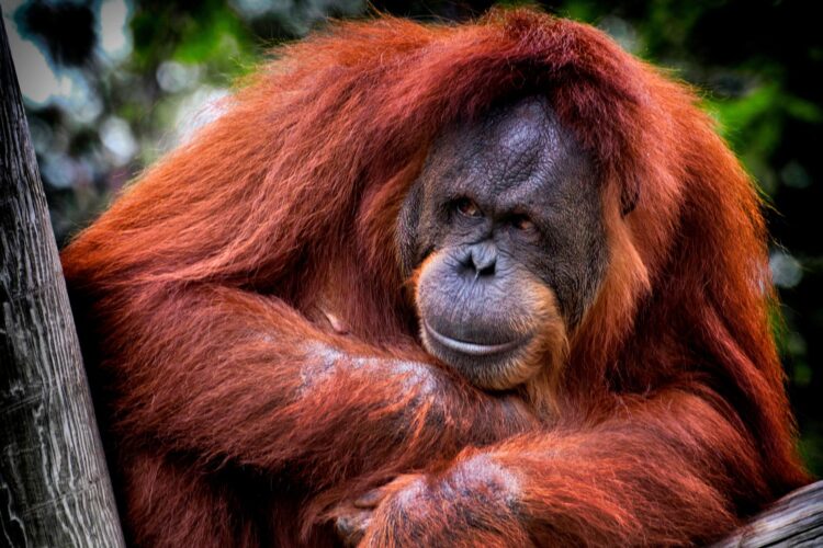 orangutan z borneo