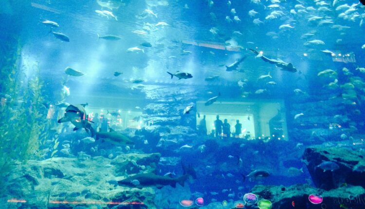 akwarium w centrum handlowym w Dubaju