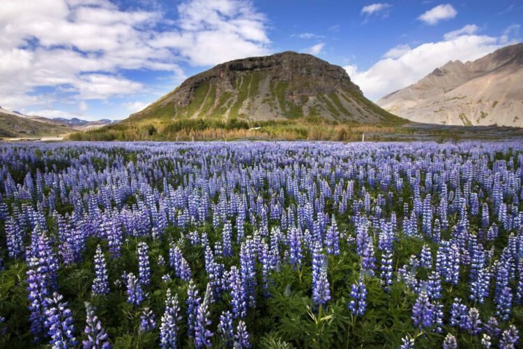 kwitnące kwiaty na Islandii