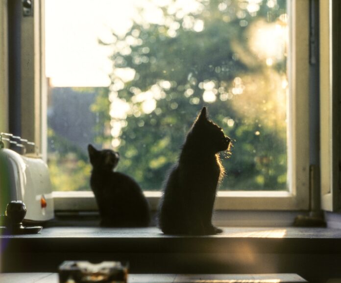 Dwa czarne kotki w domu
