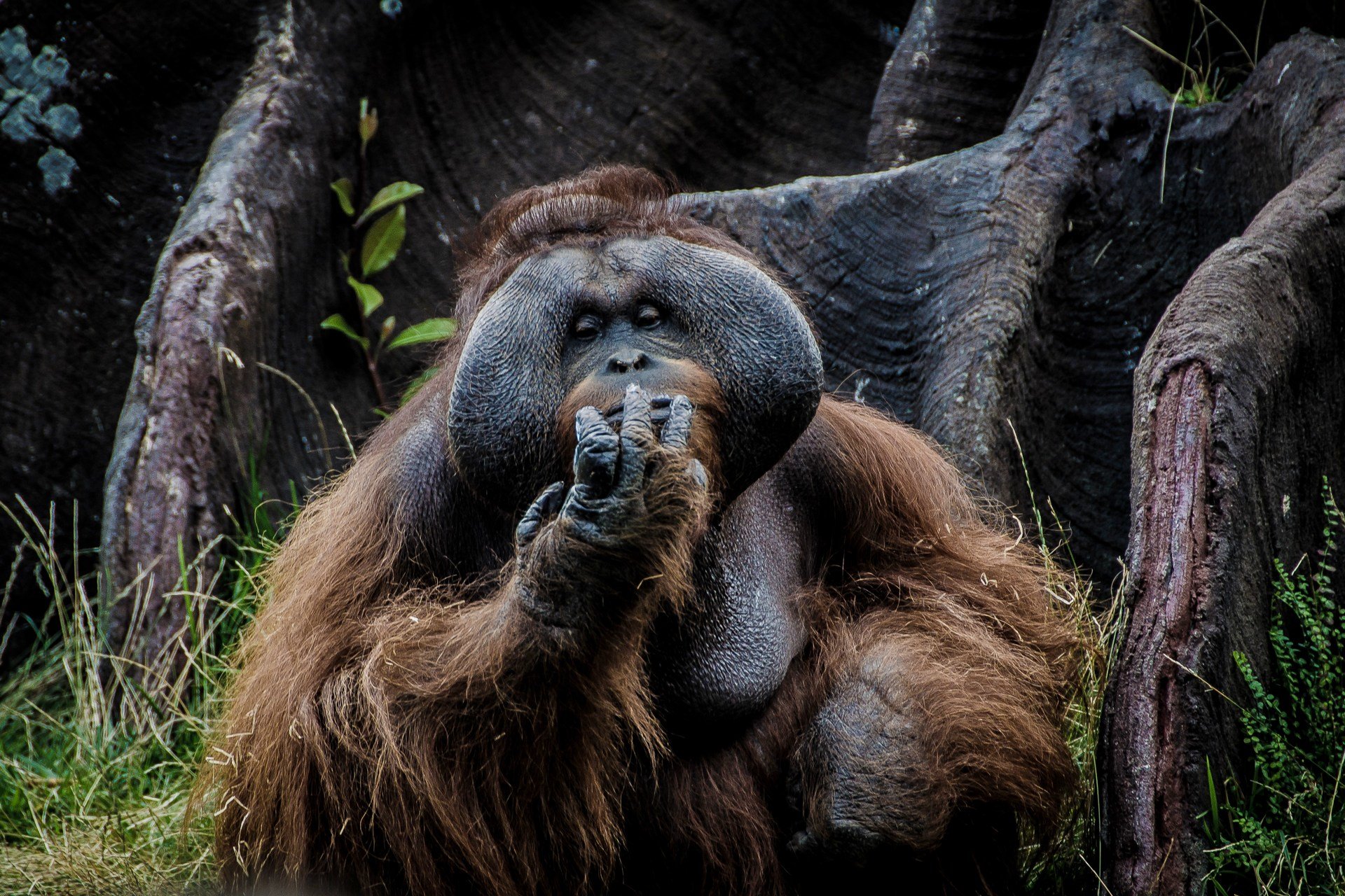 Orangutan na wyspie Sumatra