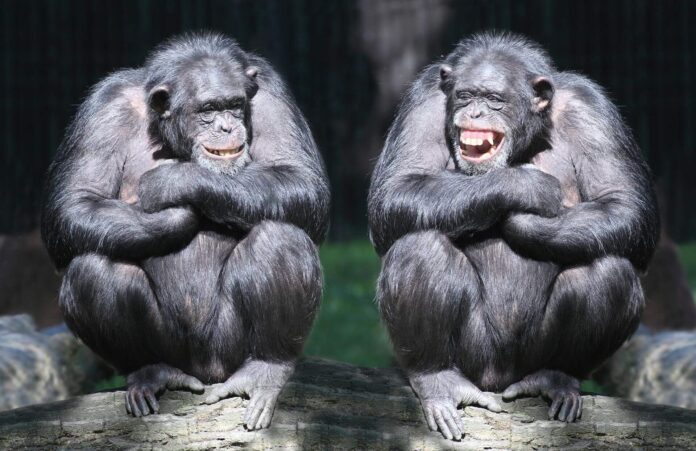 Dwa rozbawione szympanse