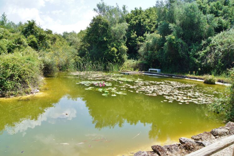 staw w ogrodzie botanicznym nieopodal Argostoli na wyspie Kefalonia