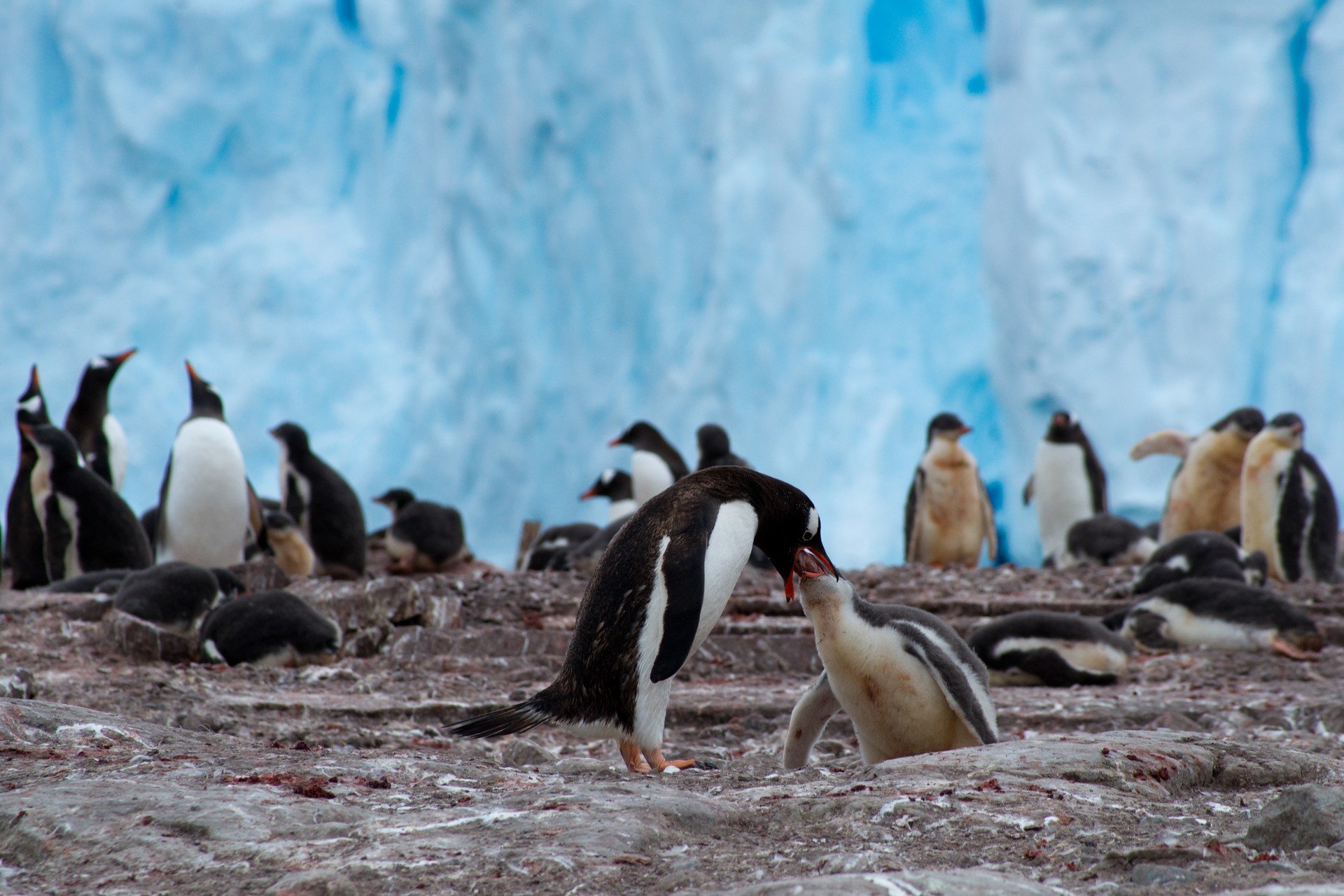 Pingwiny w Arktyce