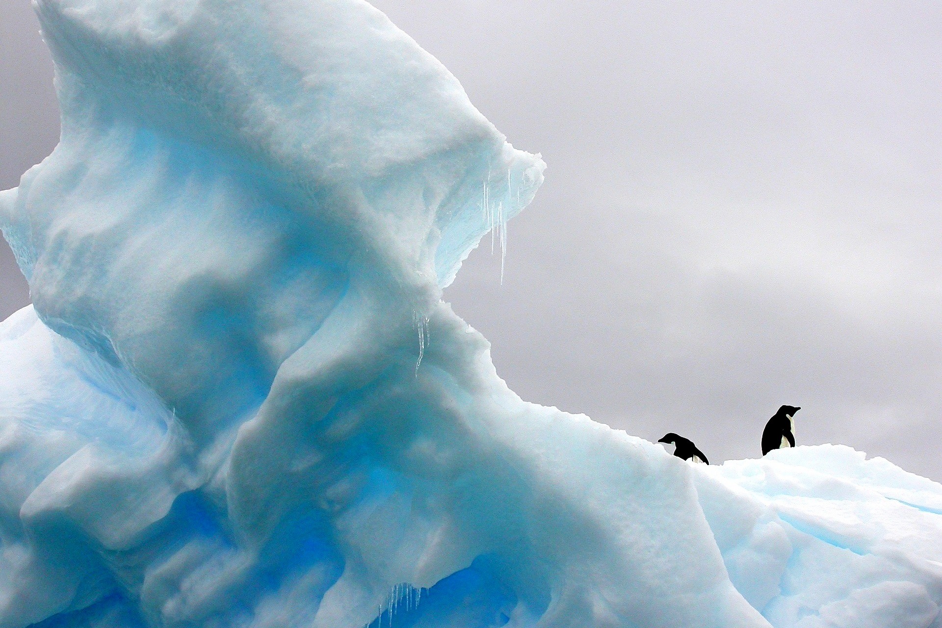 pingwiny na antarkydzie