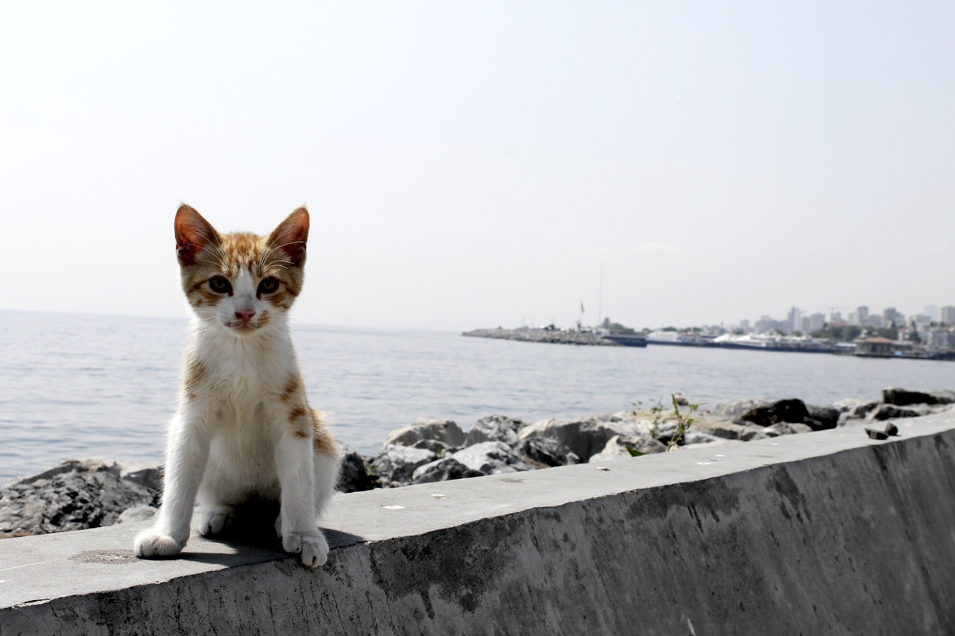 kot na murku w turcji
