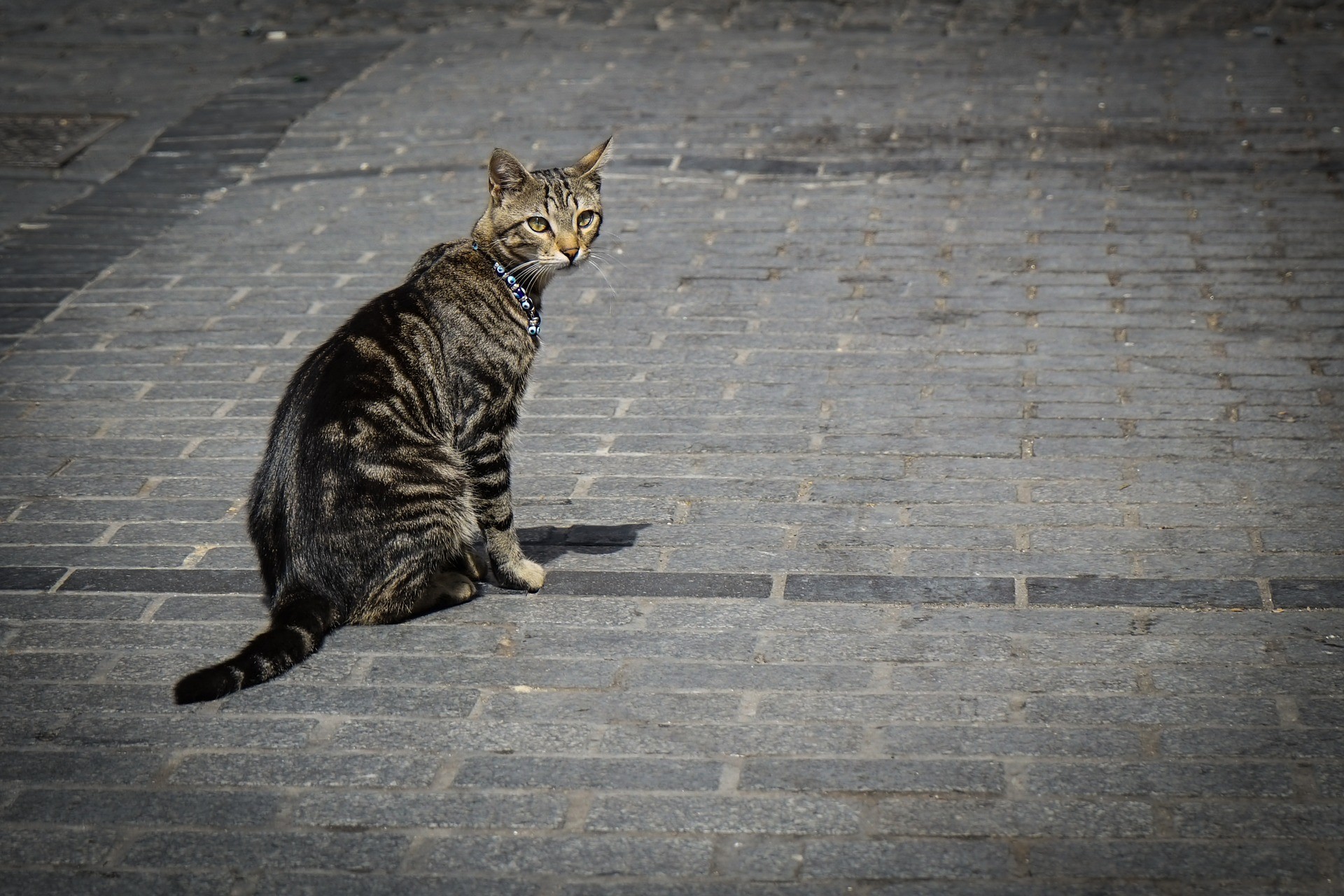 Koty w Stambule znajdziemy na każdym kroku