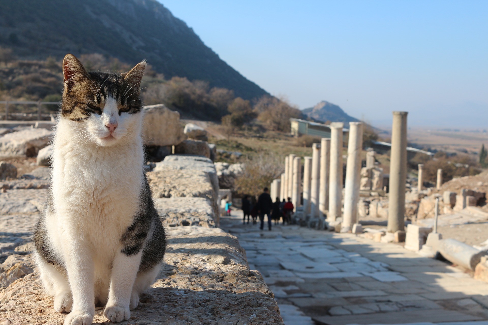 kot w turcji pośród starożytnych ruin