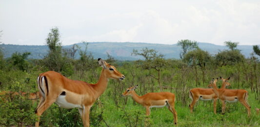 gazela impala akagera national park rwanda