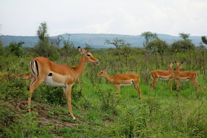 gazela impala akagera national park rwanda