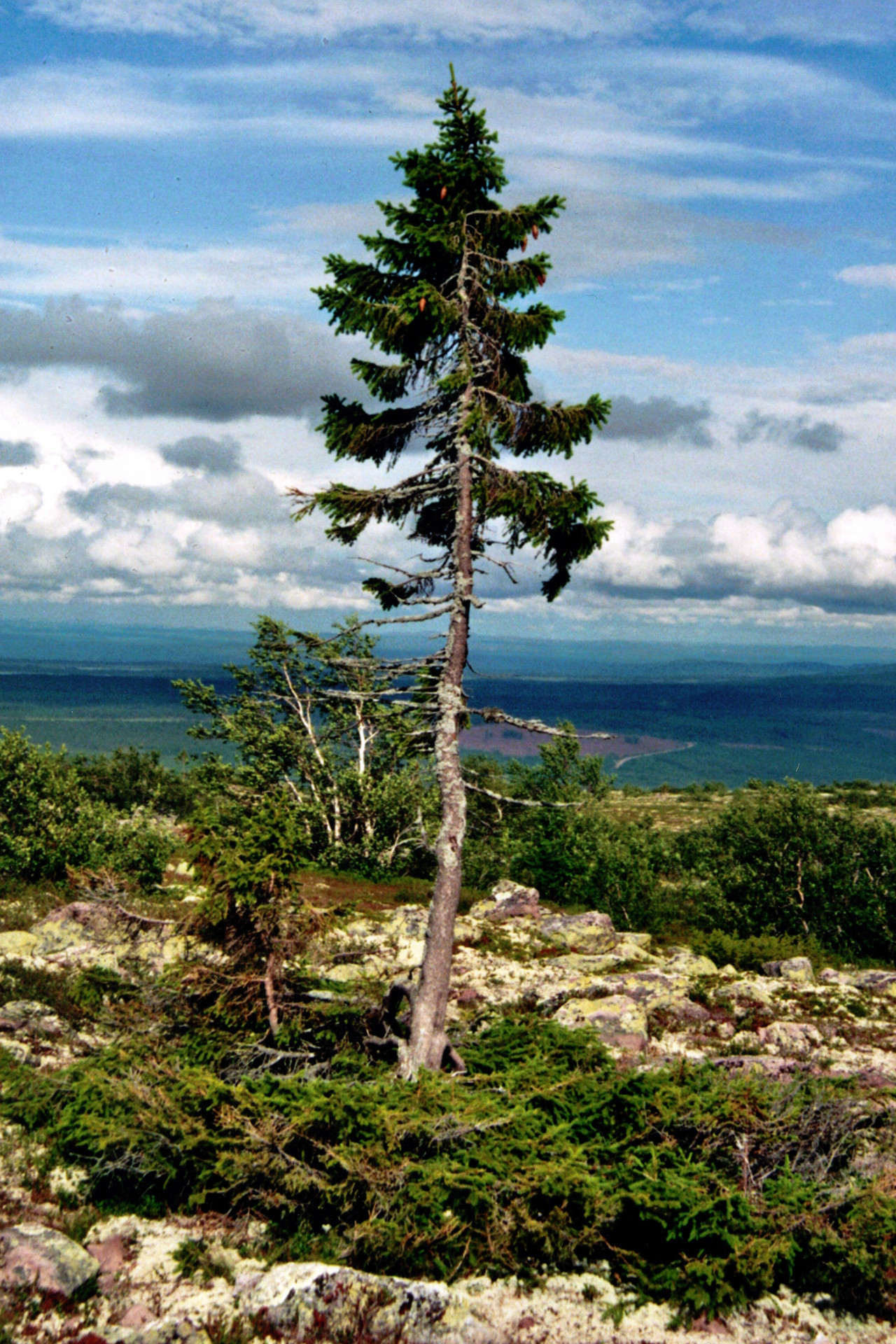 najstarsze drzewo świata, świerk mający ok. 9550 lat szwecja