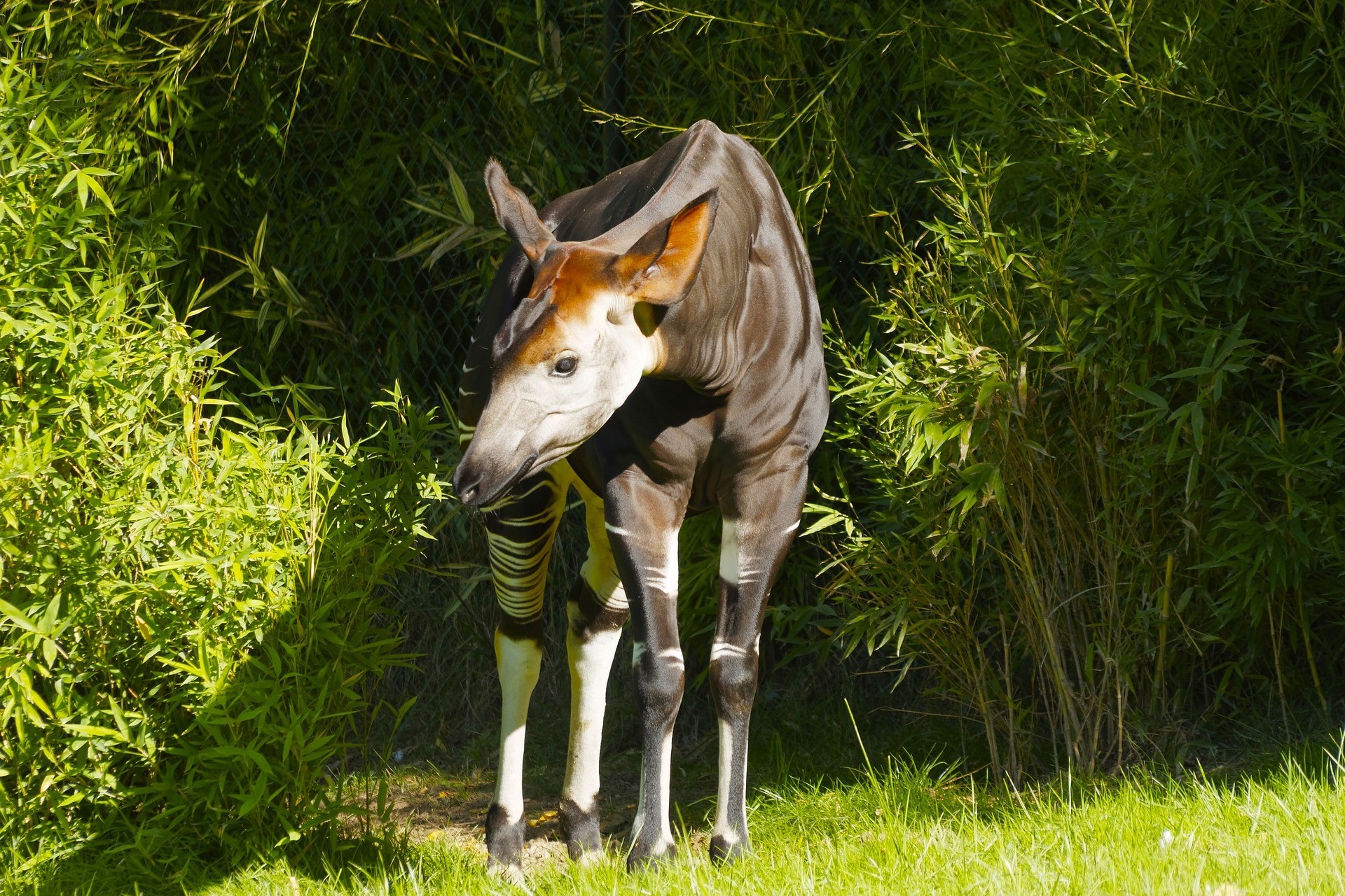 zwierzę okapi afryka