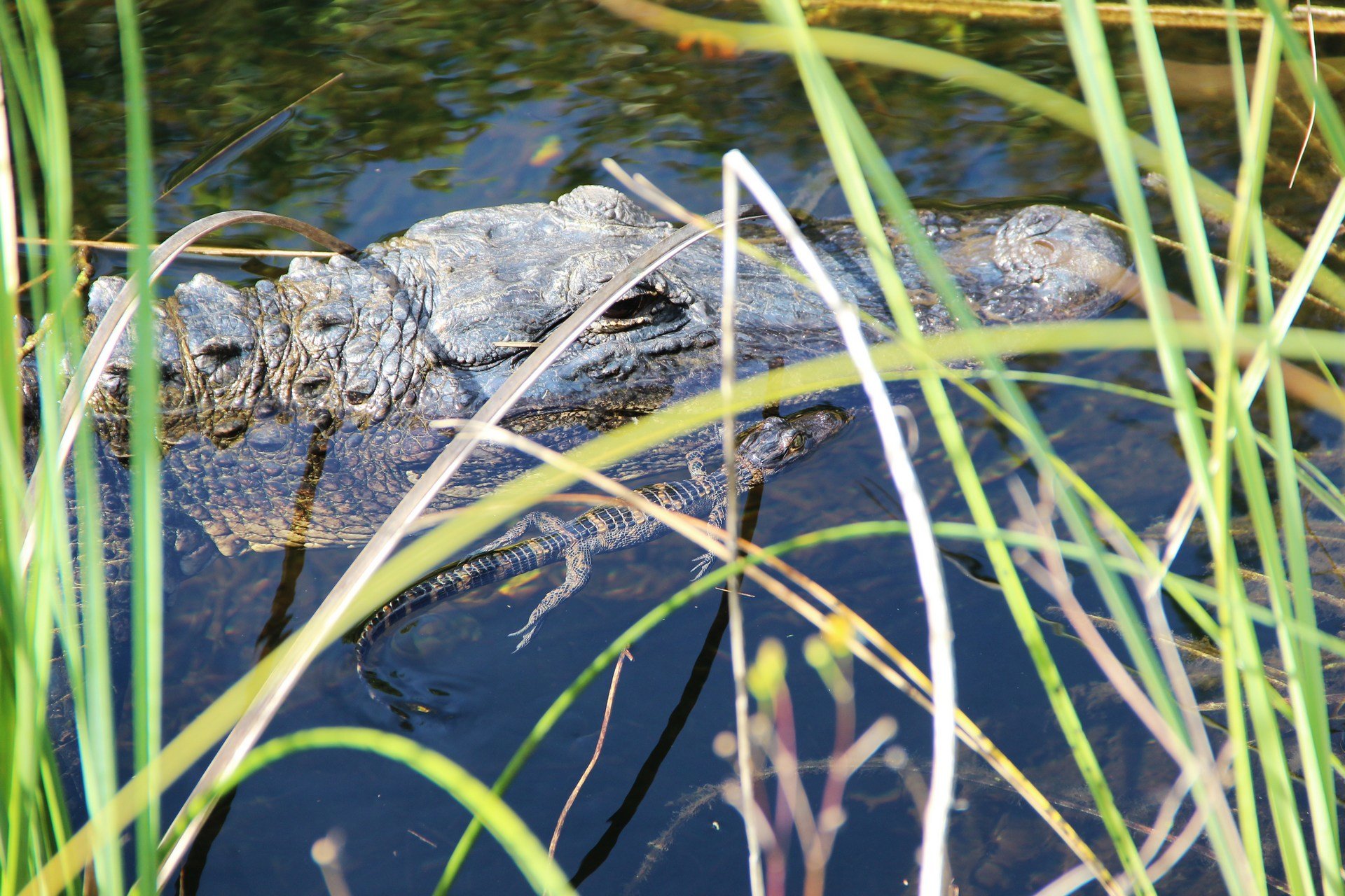 Park Narodowy Everglades, Floryda, USA