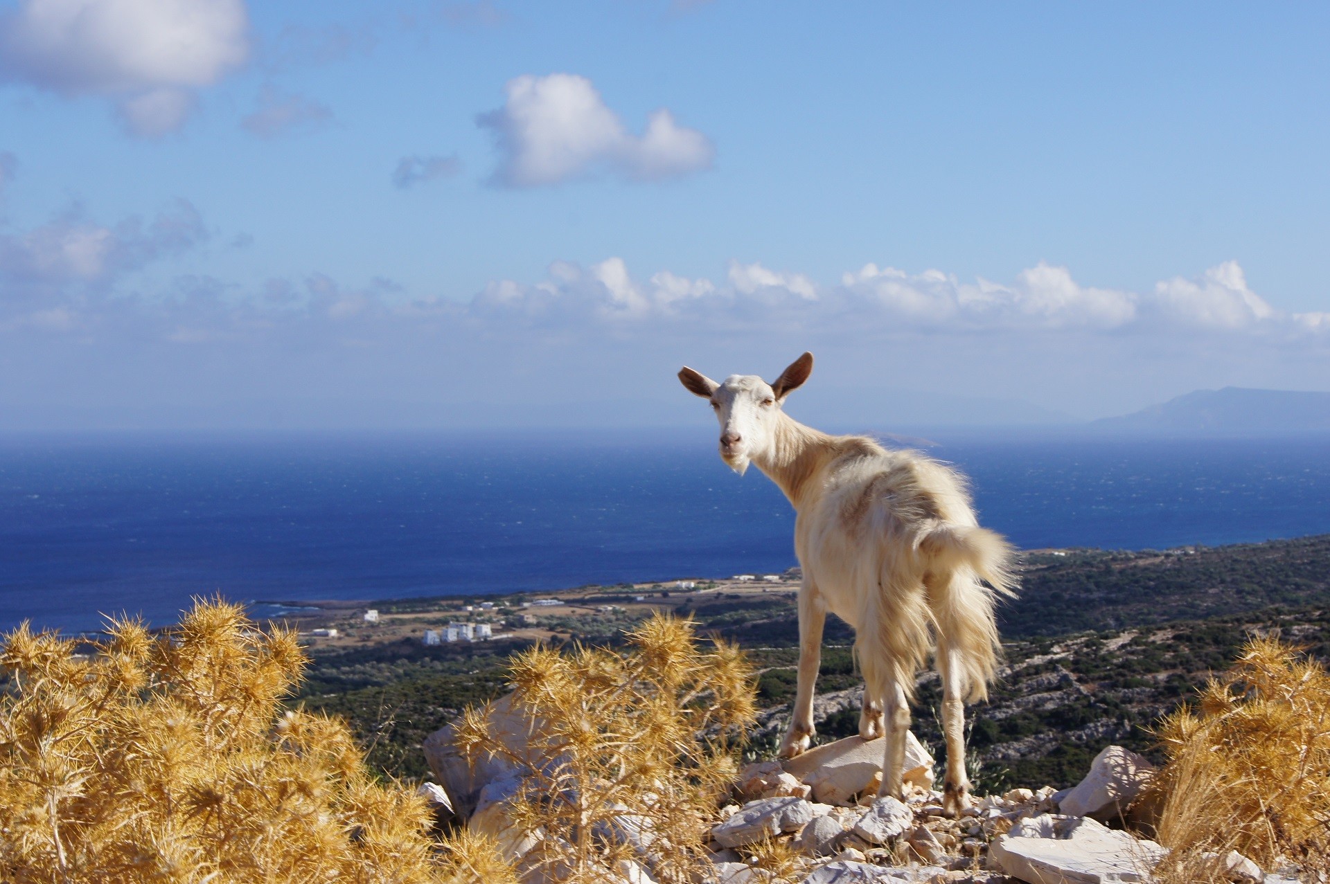 koza stojąca na górzystym terenie na tle morza i błękitnego nieba