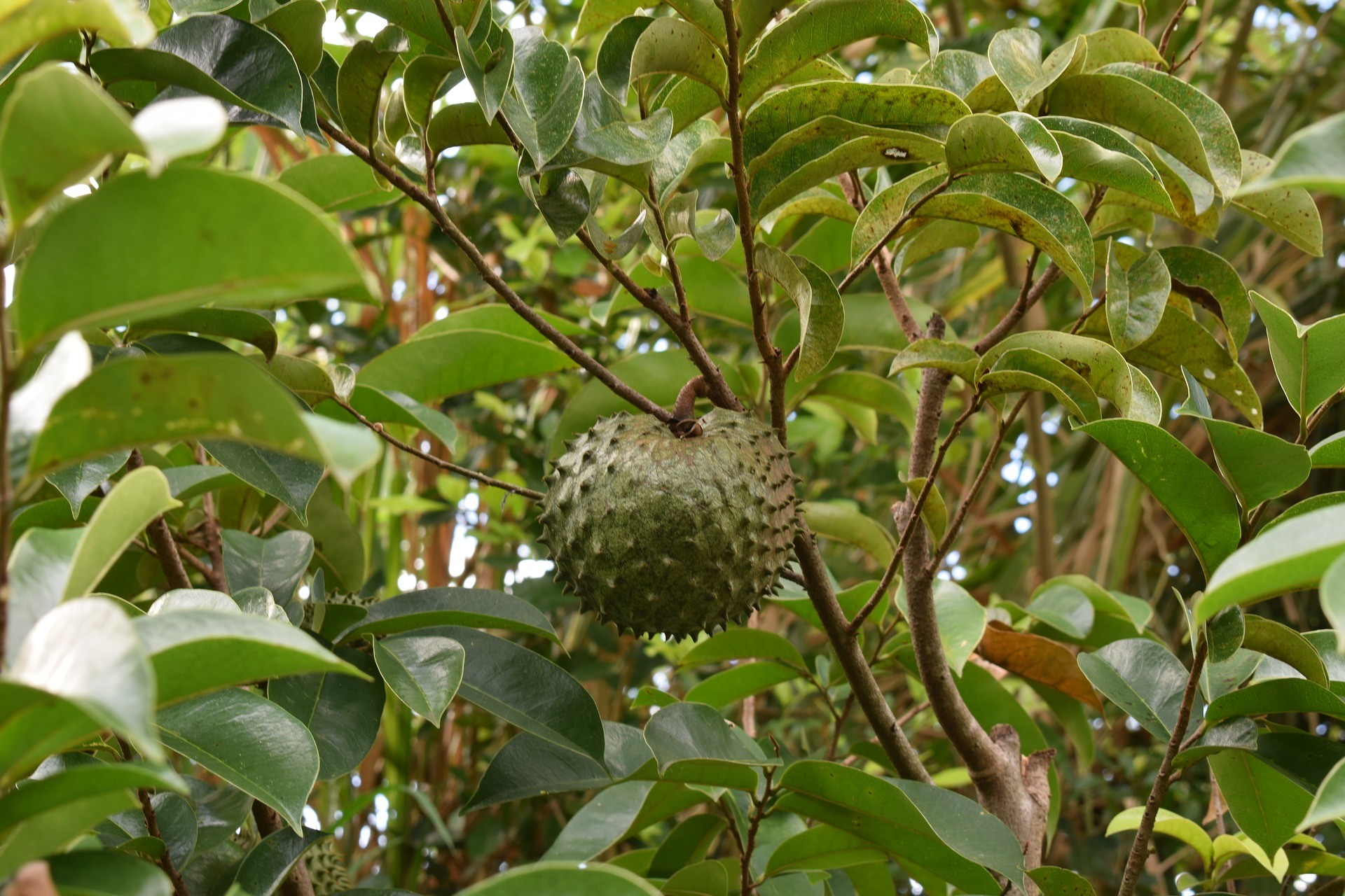 Guanabana czyli graviola