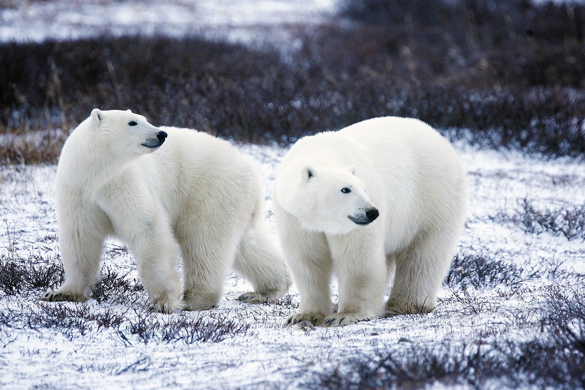 dwa niedźwiedzie polarne na śniegu