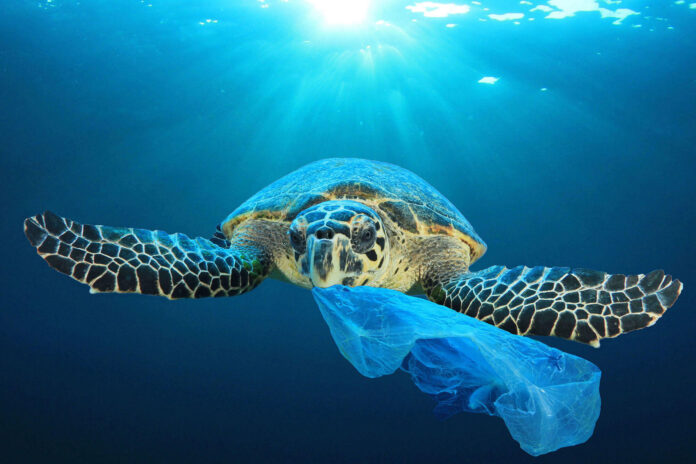 żółw morski zjada plastikową torbę bo myśli że to meduza