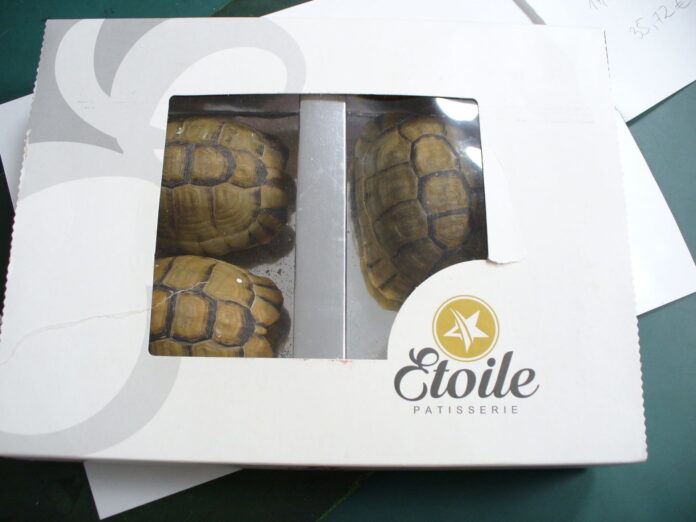 przemyt żółwi w pudełku