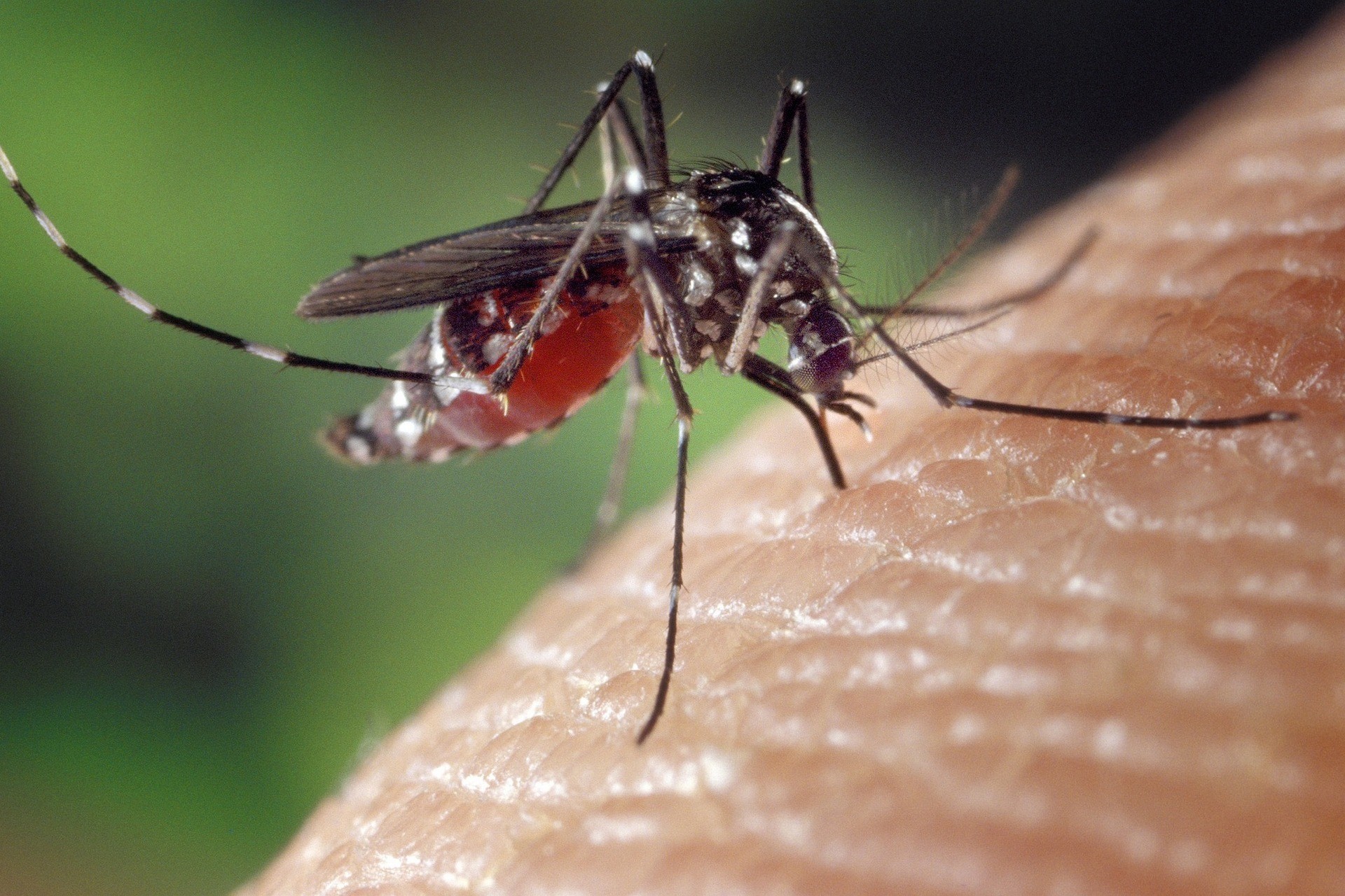 komar żądlący człowieka