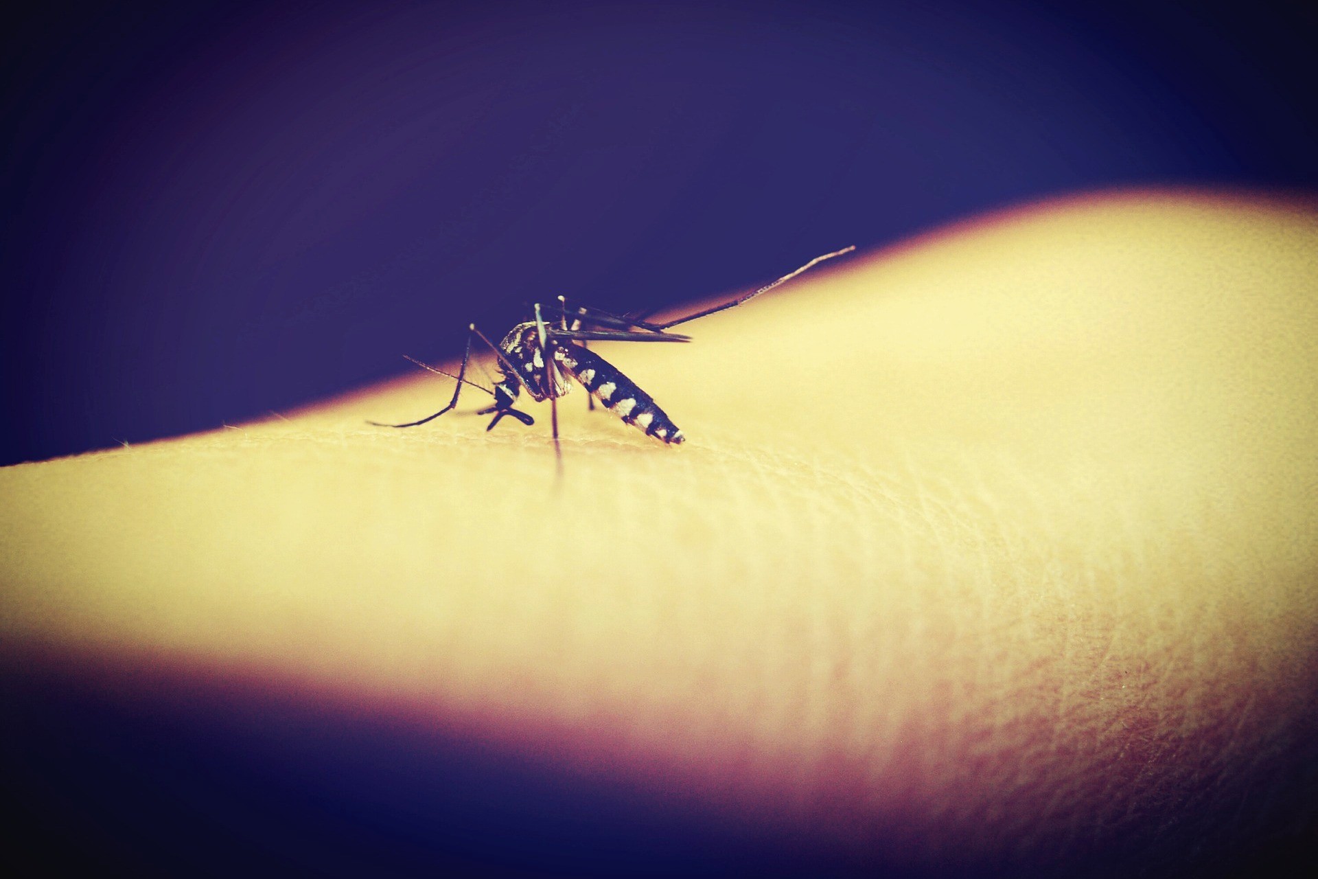 komar na skórze