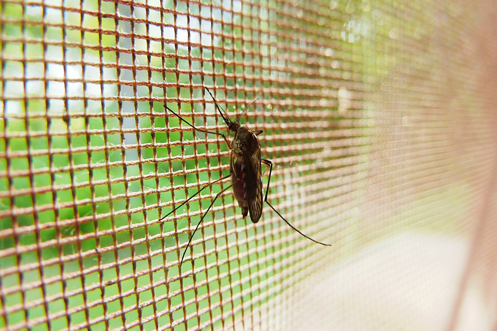 komar na siatce