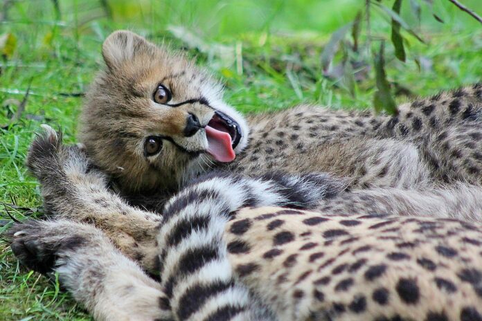 mały gepard z otwartym pyszczkiem