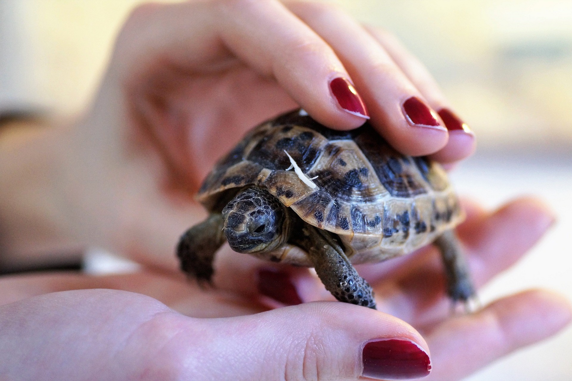 mały żółwik na dłoni