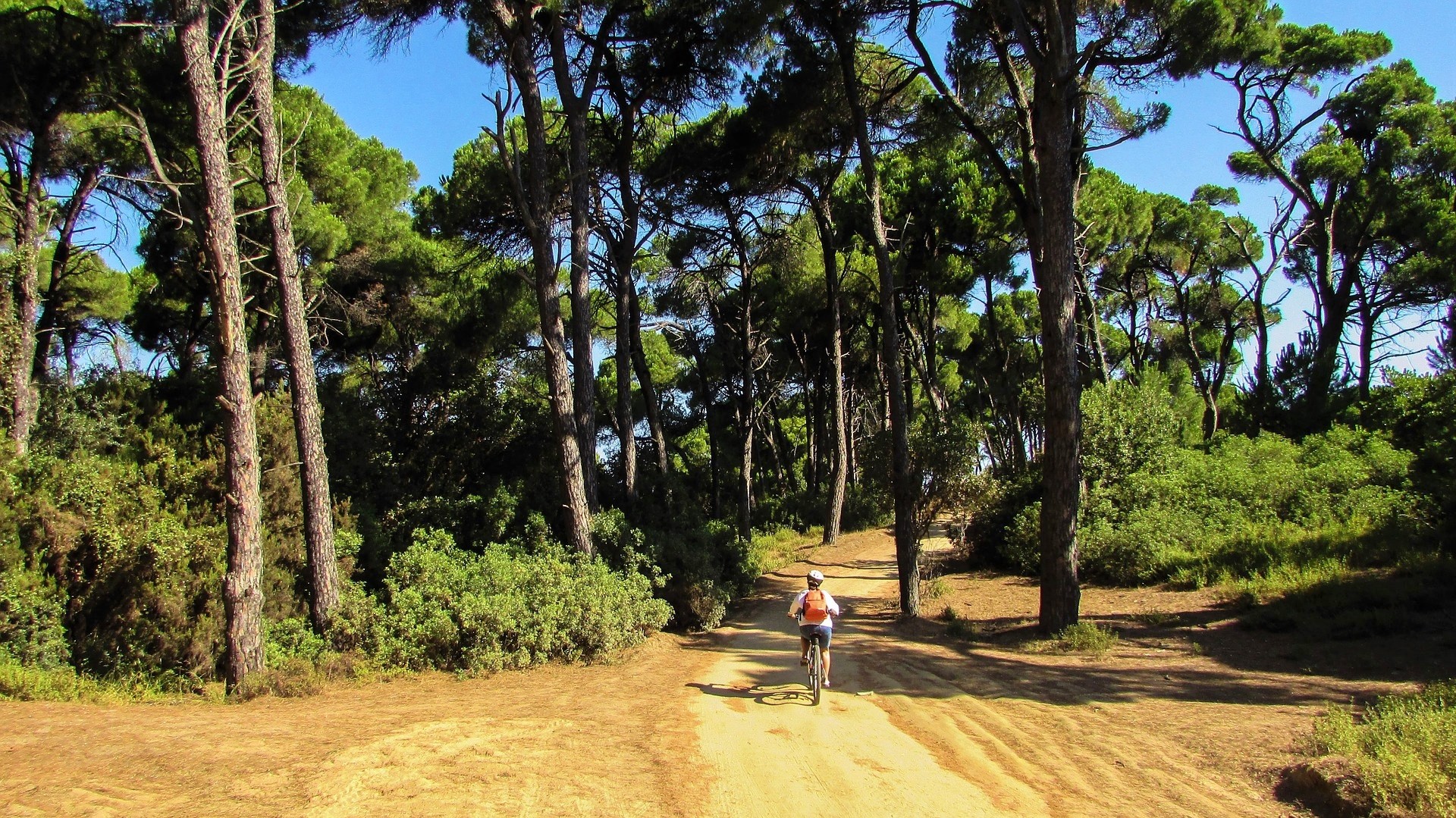 kobieta jadąca na rowerze po piaskowej drodze w złocistym kolorze wśród drzew