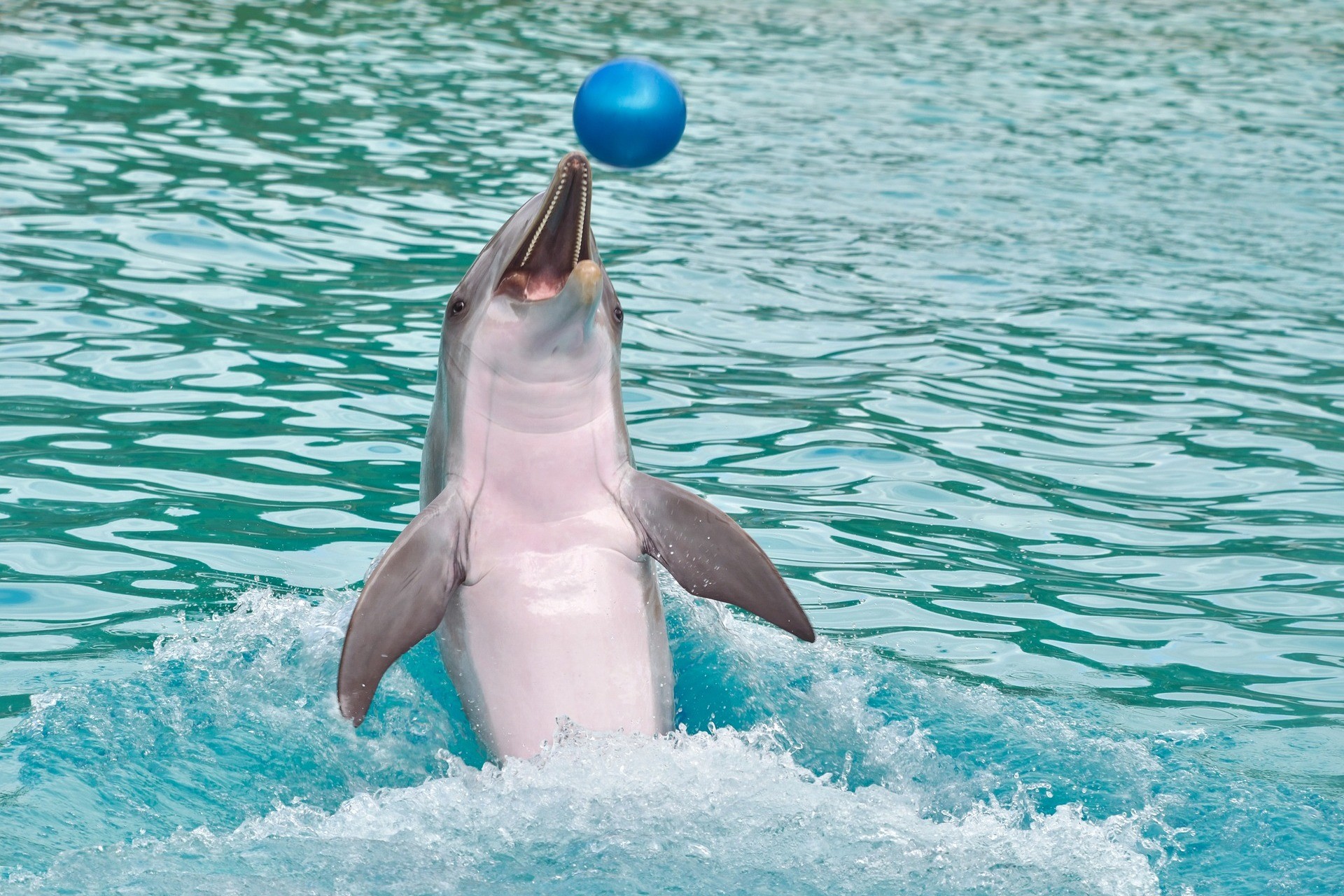 delfin w delfinarium