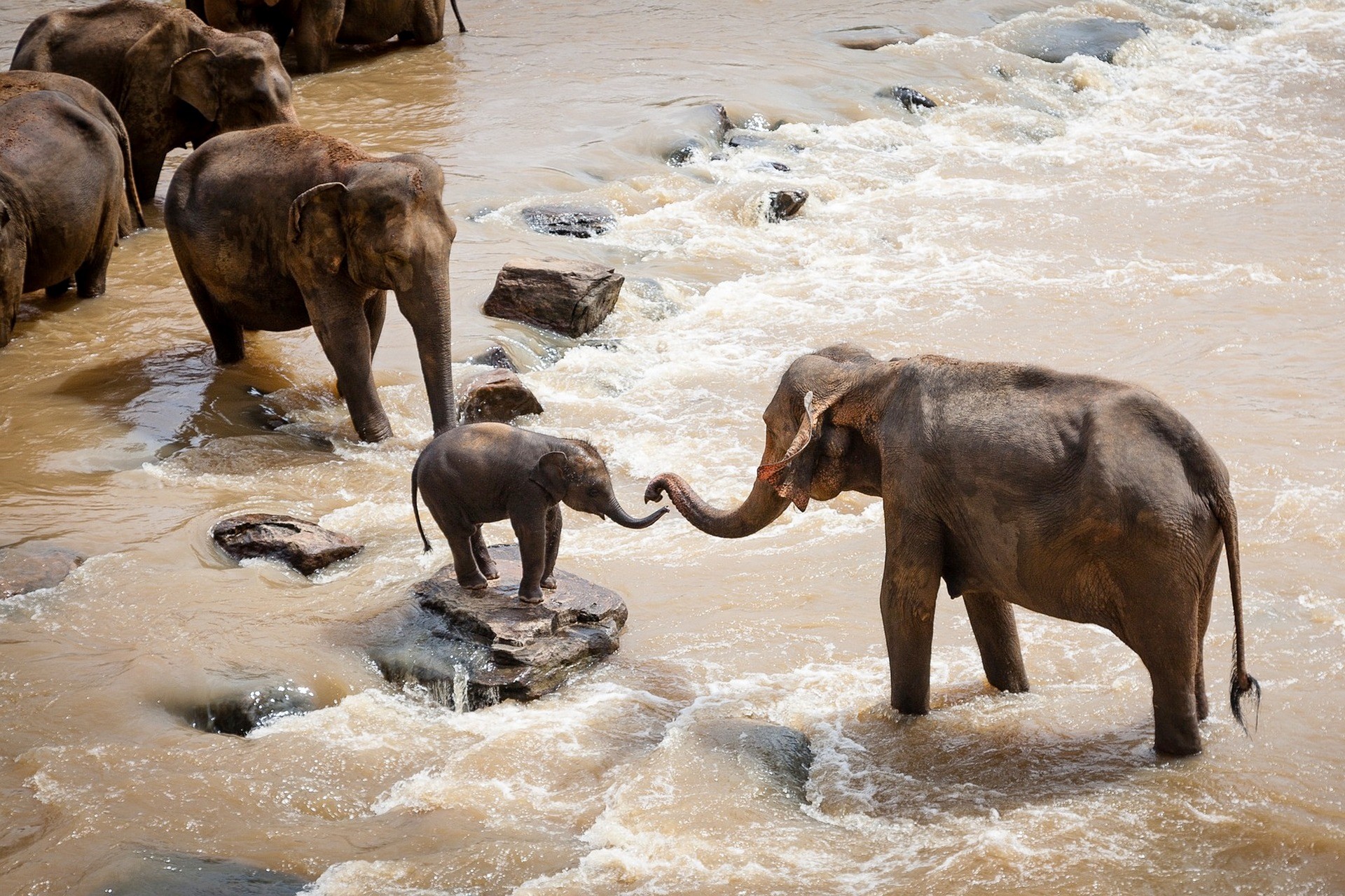 mama słonica i słoniątko