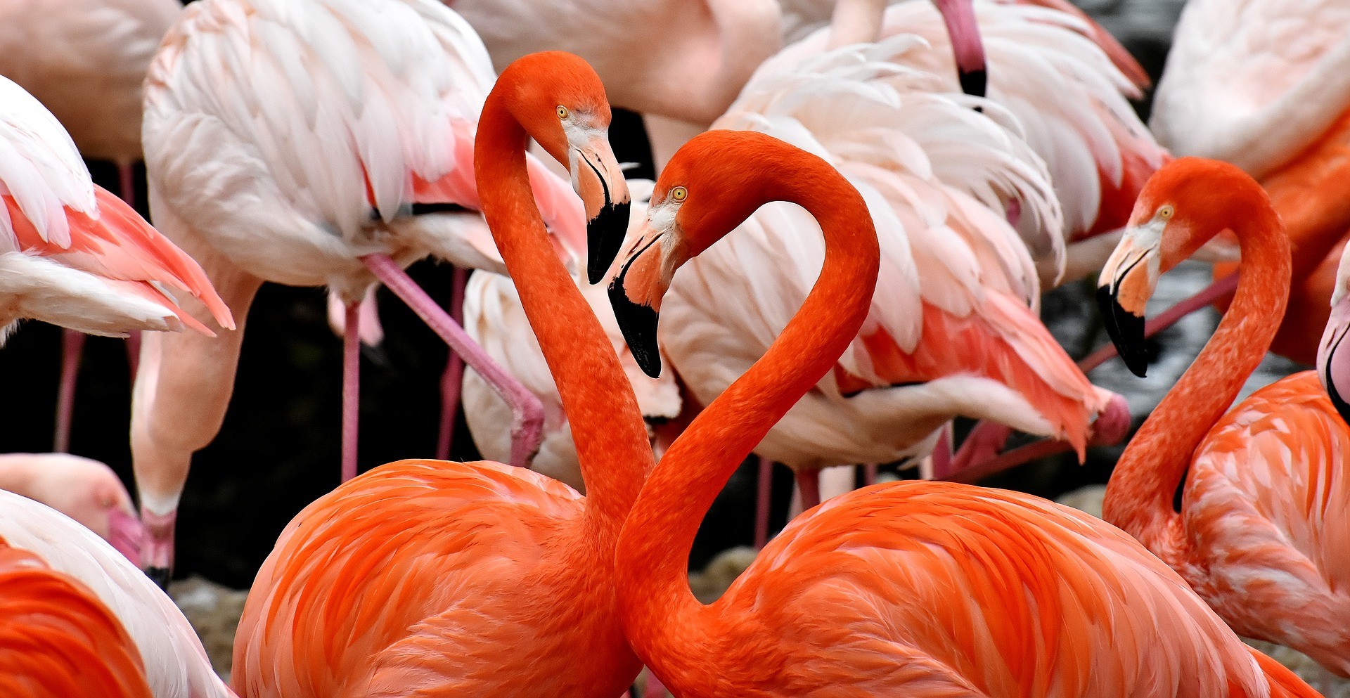 dwa czerwone flamingi