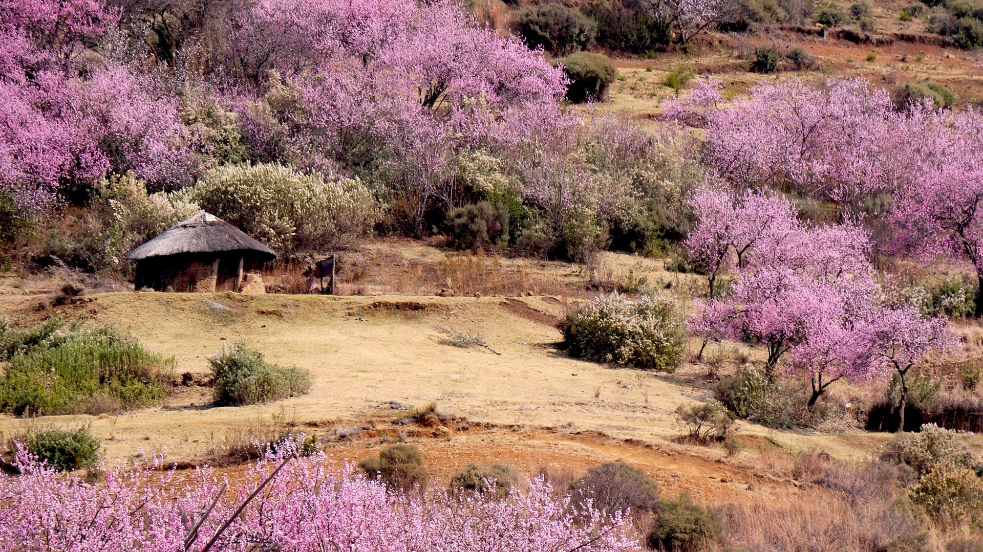 Fioletowa drzewa na pustynnym krajobrazie i domek ze strzechy