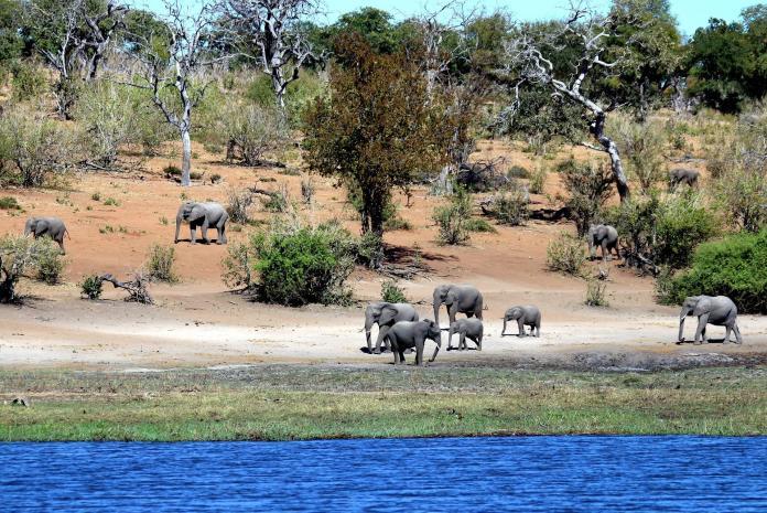 Słonie w afrykańskim krajobrazie pośród drzew