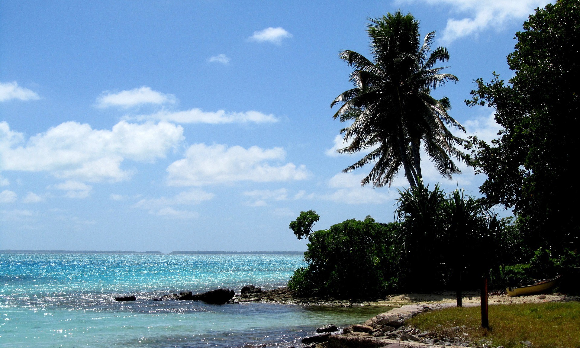 plaża drzewa palmy, morze