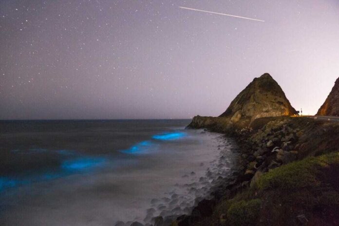 Bioluminescencja, Kalifornia