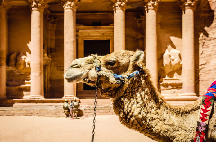 Camel wearing harness by ancient building, Petra, Jordan, jordan