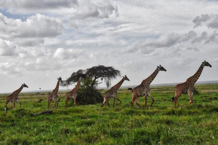 Exotic landscape of Kenya Africa