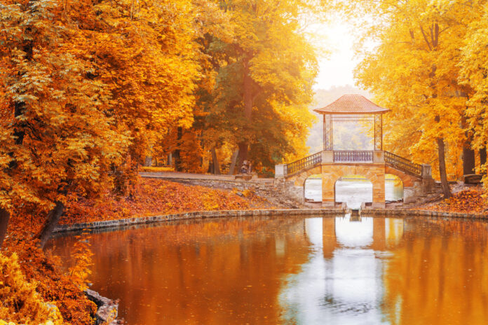 Wooden bridge in the autumn park, Japan autumn season, Kyoto.