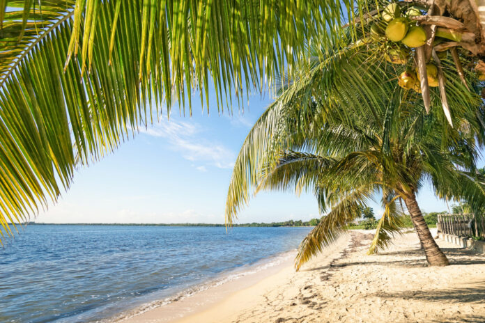 Beach palm and turquoise sea at 