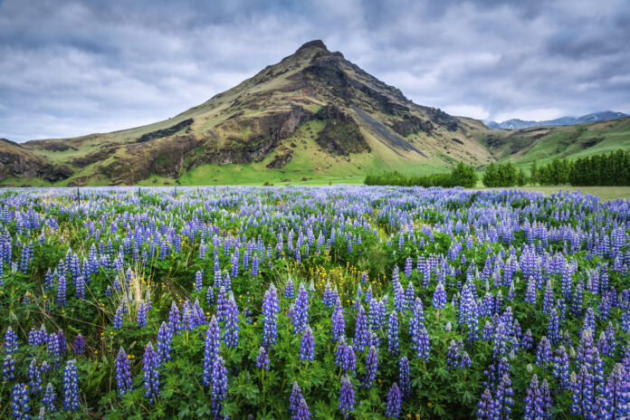 Islandia