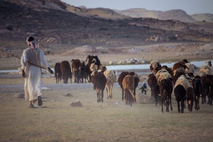 Shepherd from Asian Egypt, with his flock in the Sudan desert