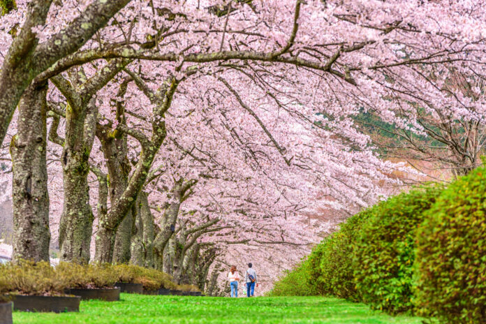 Japonia