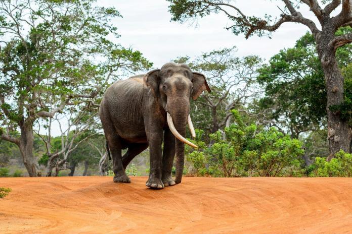 Adult Sri Lankan Elephant on the desert of Sri Lanka