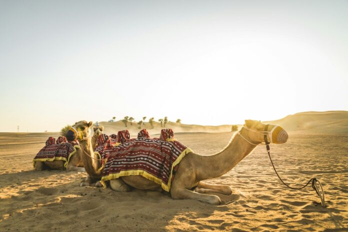 Camels in the desert