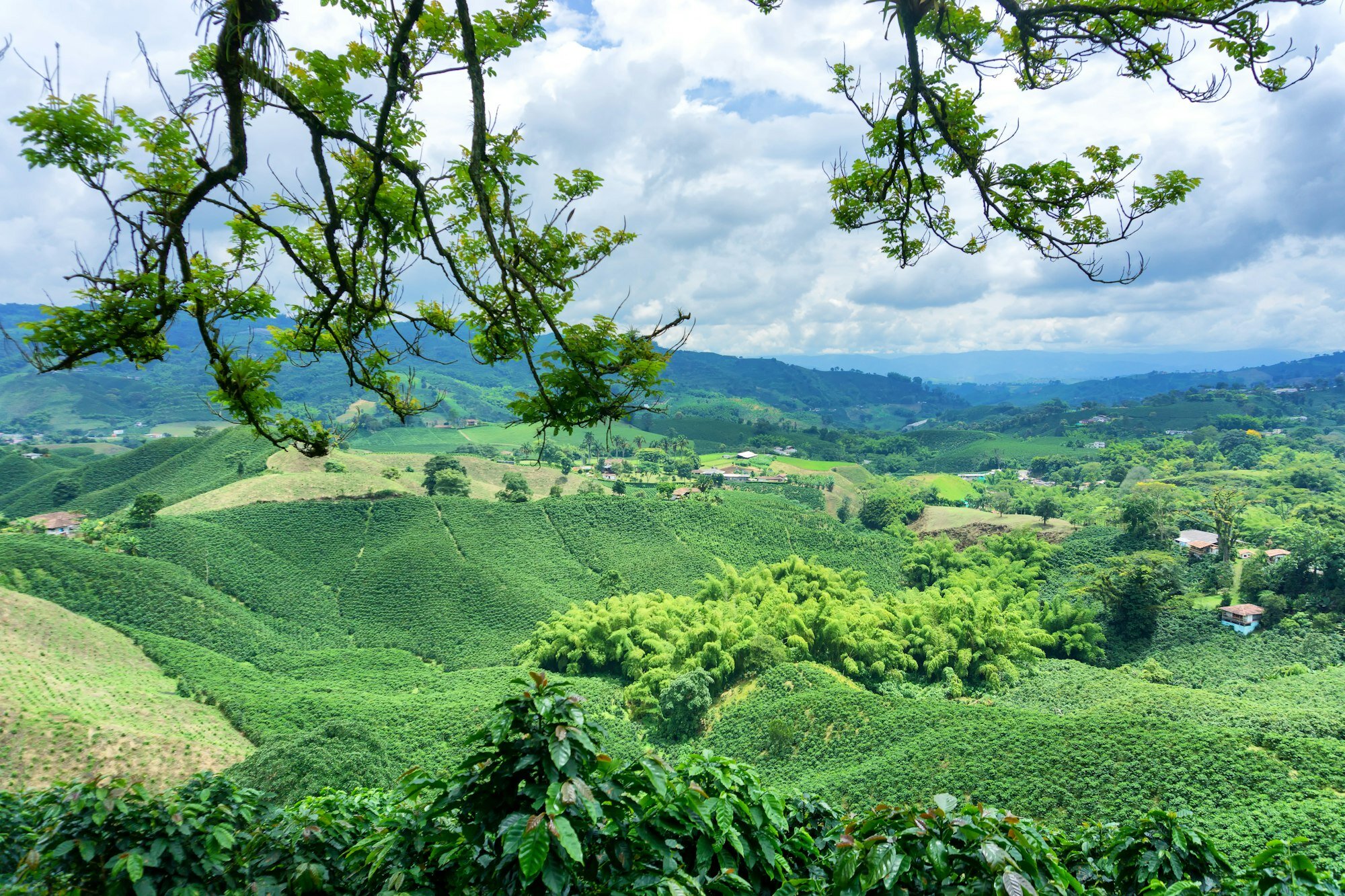 Coffee Landscape in Colombia
