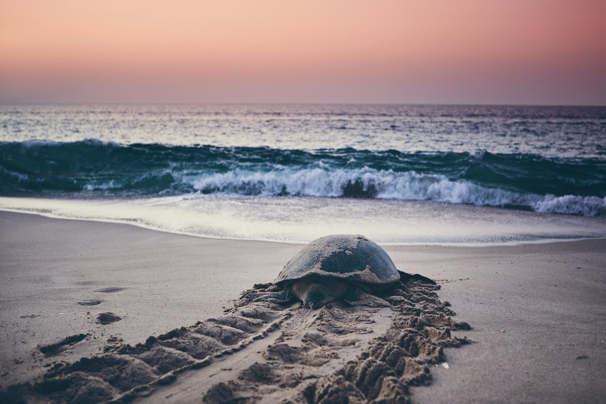 Huge green turtle heading back to ocean. Unique hatching place in Ras Al Jinz, Sultanate of Oman.