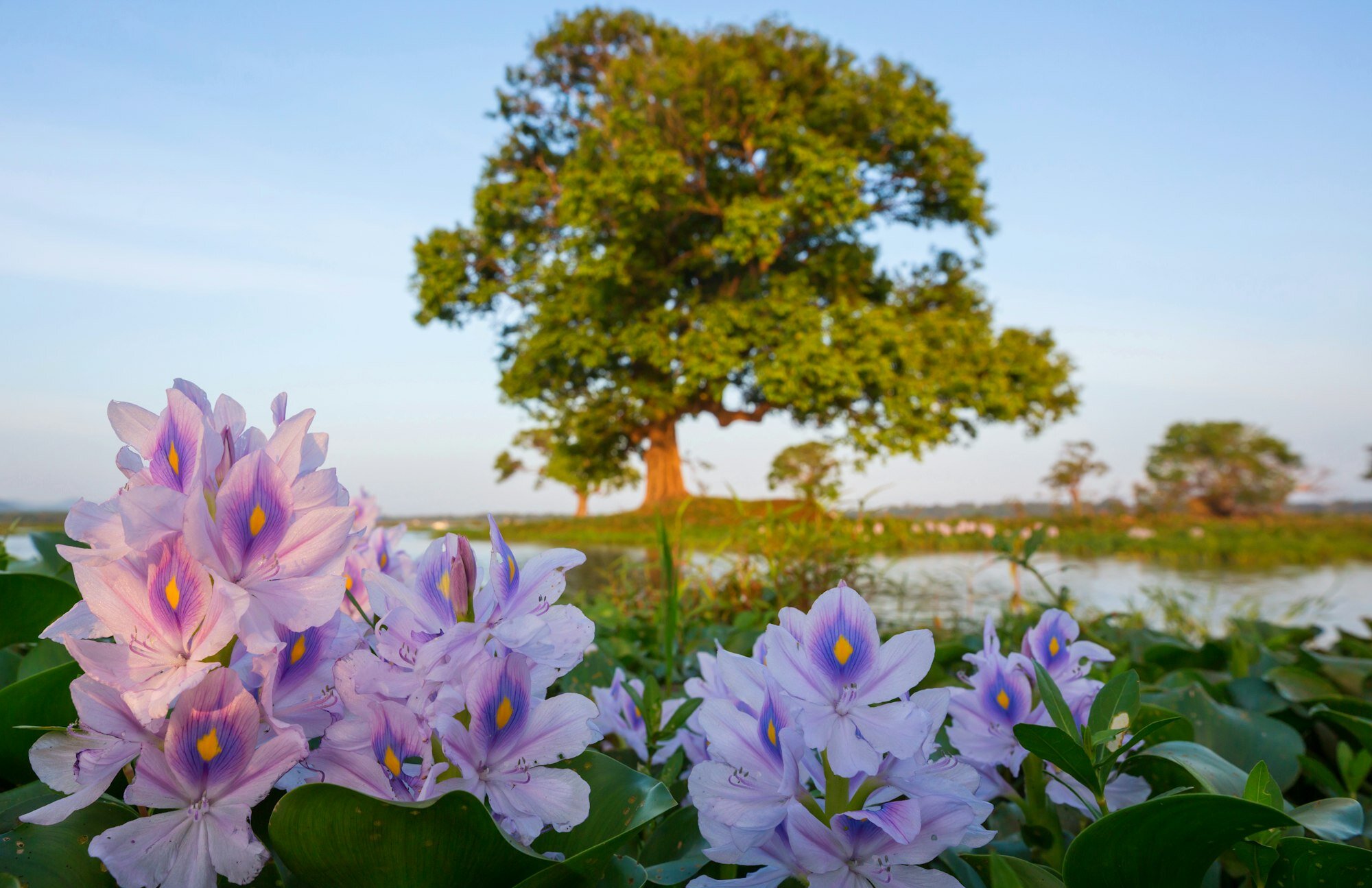 Meadow on Sri Lanka